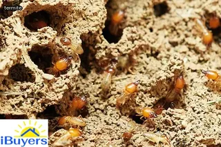 how to treat termites in door frame